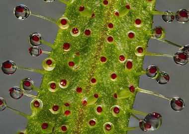 Close-up of Sundew Leaf