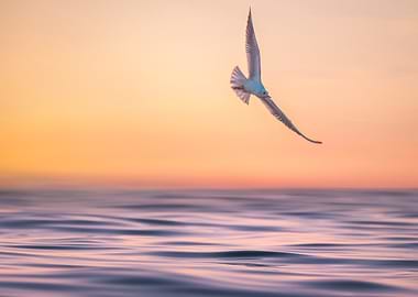 Seagull in Flight at Sunset