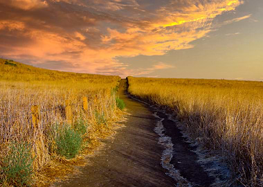 Sunset Path in Golden Field