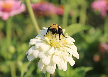 Bumblebee on Zinnia