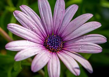 Purple Daisy with Dew Drops