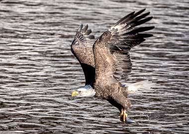 Bald Eagle Catching Fish