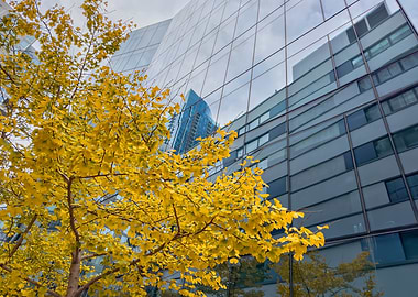 Autumn Tree and Glass Building