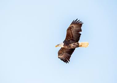 Bald eagle flying high