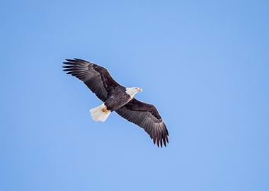 Bald Eagle in Flight
