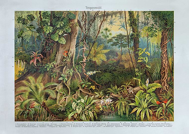 Tropical Rainforest Illustration