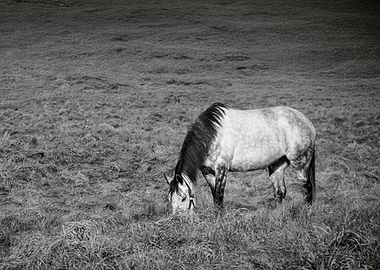 Horse Grazing in Field