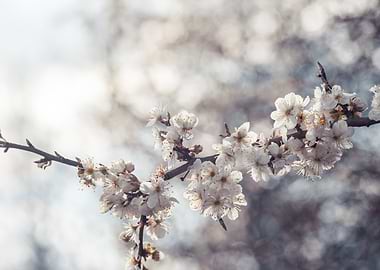 Cherry Blossom Branch 2
