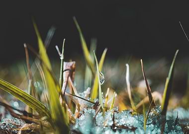 Dewdrop on Grass