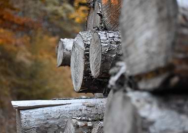 Stacked Logs in Forest