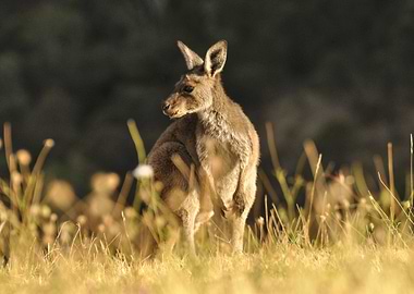 Kangaroo Snacking