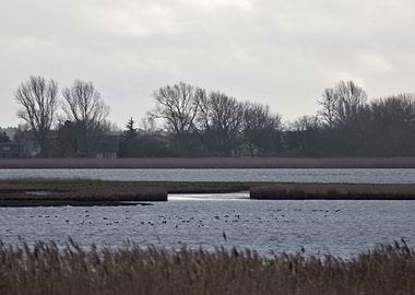 Lake with Birds and Trees