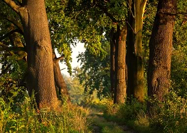 Forest Path at Sunset