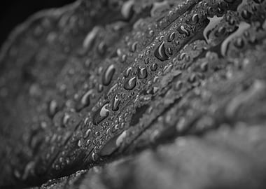 Water Droplets on Leaf