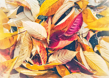 Autumn Leaves