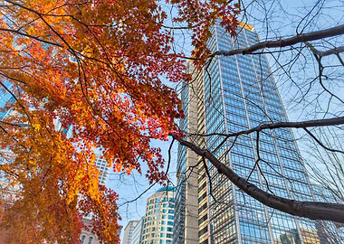 Autumn Leaves and Skyscrapers