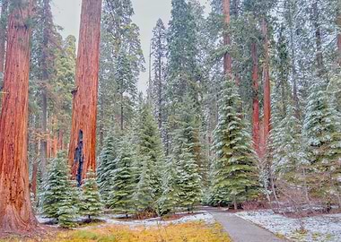 Snowy Sequoia Forest Path