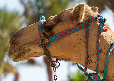 Camel Portrait