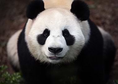 Giant Panda at Beauval zoo