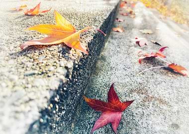 Autumn Leaves on Steps