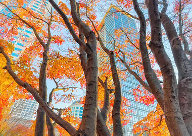 Autumn Leaves and Skyscrapers