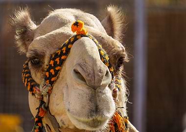 Camel Portrait