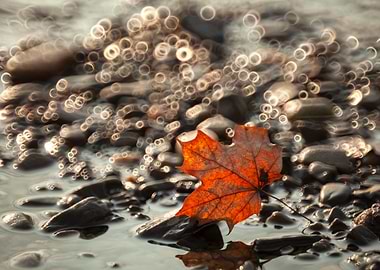 Autumn Leaf on Pebbles