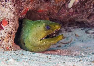 Green Moray Eel Underwater