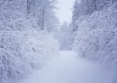 Snowy Forest Path, Poland