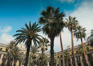 Palm Trees in City Square