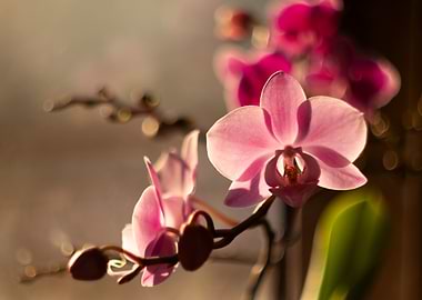 Pink Orchid in Sunlight