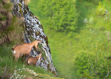 Chamois on Mountainside