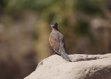 Dove on a Rock