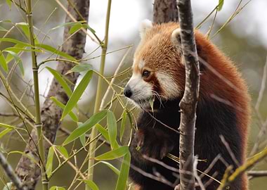 Red Panda Eating Bamboo