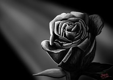 Single Rose in Black and White