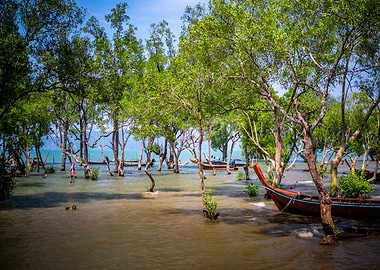 Mangrove Forest Boats
