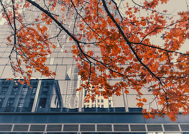 Autumn Leaves and Cityscape