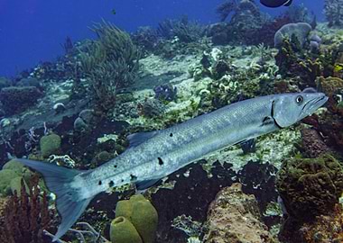 Great Barracuda Underwater