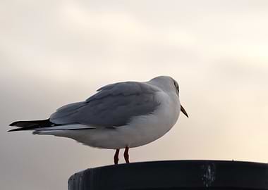 Seagull on a Post
