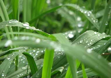 Dewy Grass Blades