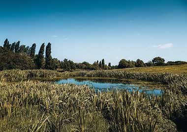 Serene Pond in a Meadow