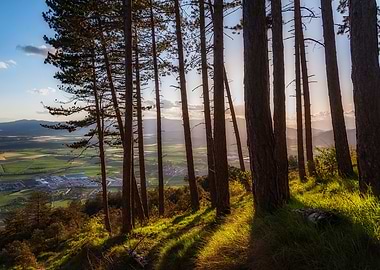 Forest Viewpoint Sunset