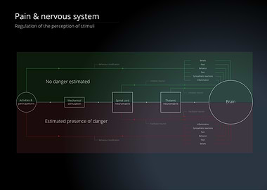 Pain & Nervous System Diagram