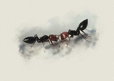 crematogaster scutellaris