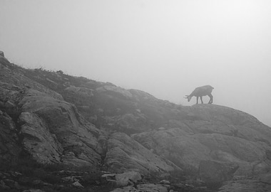 Chamois in Fog