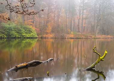 Autumn colors and misty forest in the Netherlands