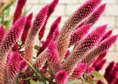 Pink and White Celosia Flowers