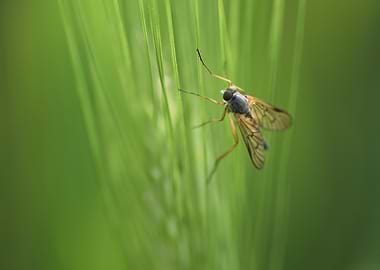 Fly on Grass Blade