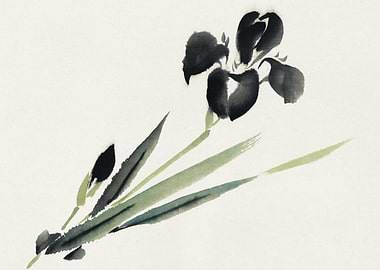 Black Iris Watercolor Painting