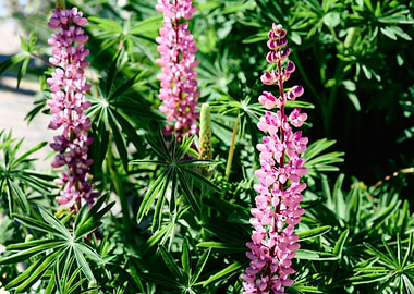 Pink Lupine Flowers